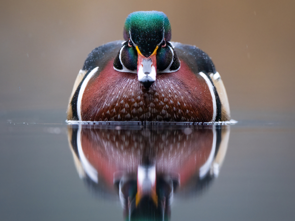 Contest-winning photo of a Mallard duck in the water