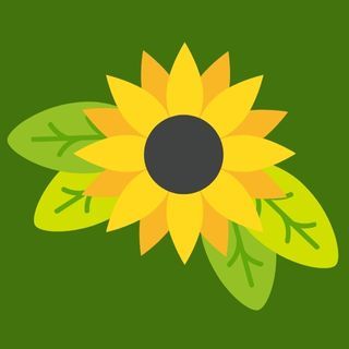yellow sunflower with leaves on dark green background 